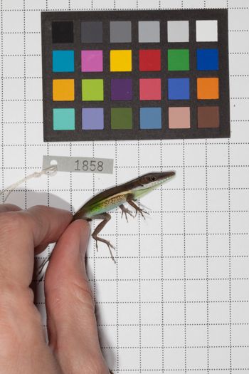 Media type: image;   Herpetology R-189493